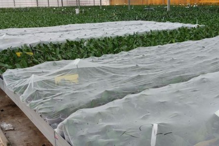 Eindrapport Insectengaas in potplanten