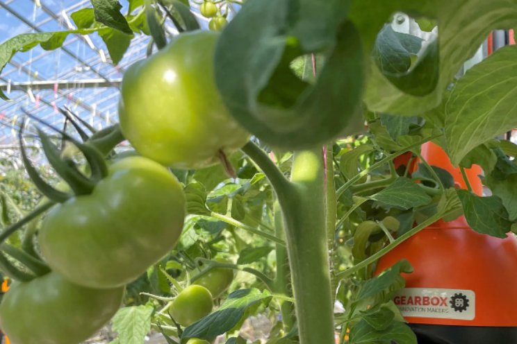 Tomatoworld op zoek naar assistent teeltmanager