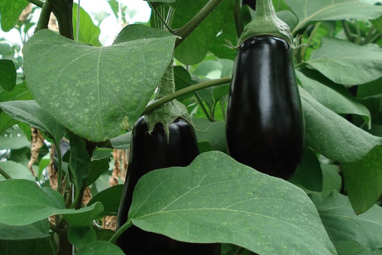 Meer Macrolophus in auberginekas Meer Macrolophus in auberginekas