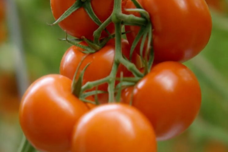 Innovaties groenteteelt op Gewasbeschermingsdagen Innovaties groenteteelt op Gewasbeschermingsdagen