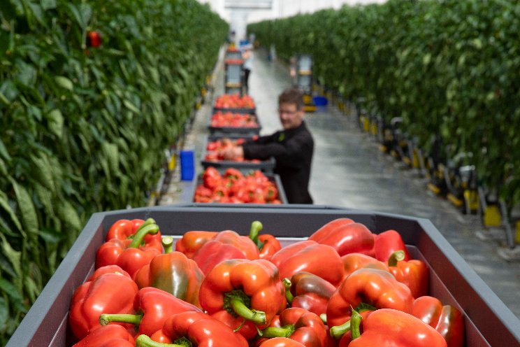 Tuinbouwproductie 2023 lager door dure energie Tuinbouwproductie 2023 lager door dure energie