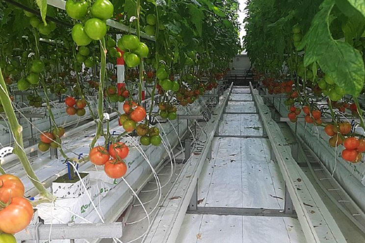 Besluit opname tuinbouw in ETS-2 uitgesteld Besluit opname tuinbouw in ETS-2 uitgesteld