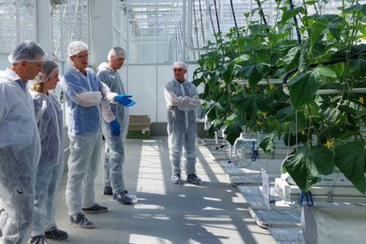 Praktijkpilot Weerbare komkommerteelt gestart Praktijkpilot Weerbare komkommerteelt gestart