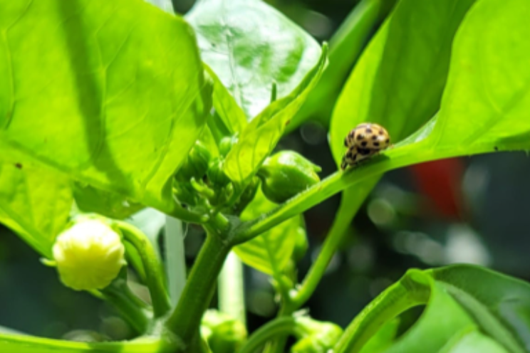 'Gamechanger voor aanpak bladluis in paprika' 'Gamechanger voor aanpak bladluis in paprika'