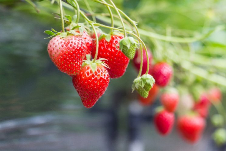 ISFC Field Event midden tussen het zachtfruit ISFC Field Event midden tussen het zachtfruit