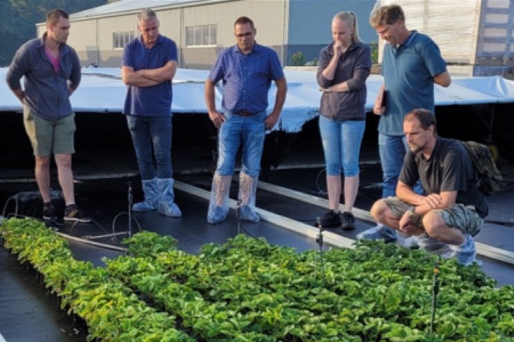 Naar fossielvrije en belichte aardbeienteelt Naar fossielvrije en belichte aardbeienteelt