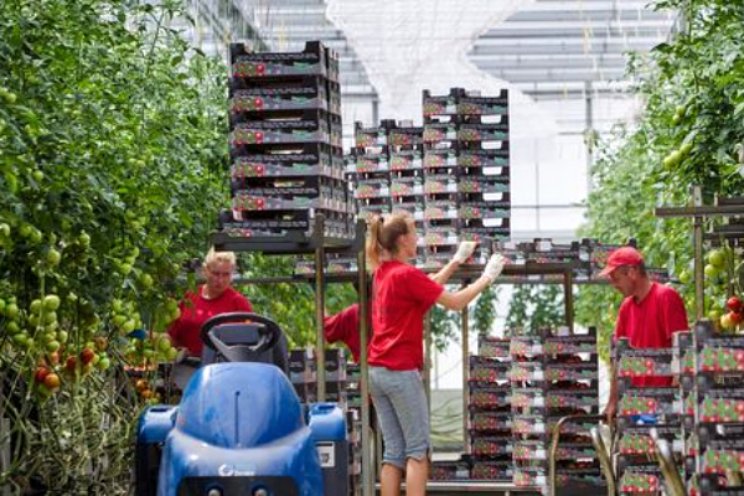 Waar zijn de Nederlandse tomaten gebleven?