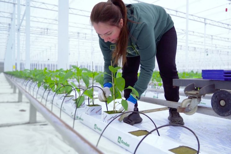 Kassen kleuren groen Kassen kleuren groen