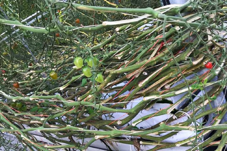 Gezocht: biobased innovaties Gezocht: biobased innovaties