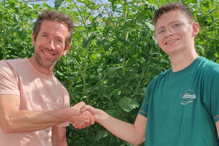 Eerste biologische snoeptomaten geoogst Eerste biologische snoeptomaten geoogst