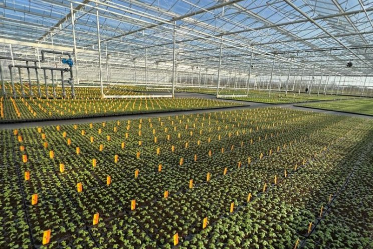 Miljoen frambozenplanten