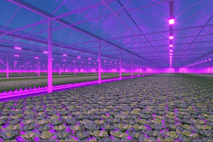Stijging energiegebruik en CO2-emissie tuinbouw Stijging energiegebruik en CO2-emissie tuinbouw