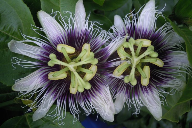 Passiefruit uit de kas Passiefruit uit de kas