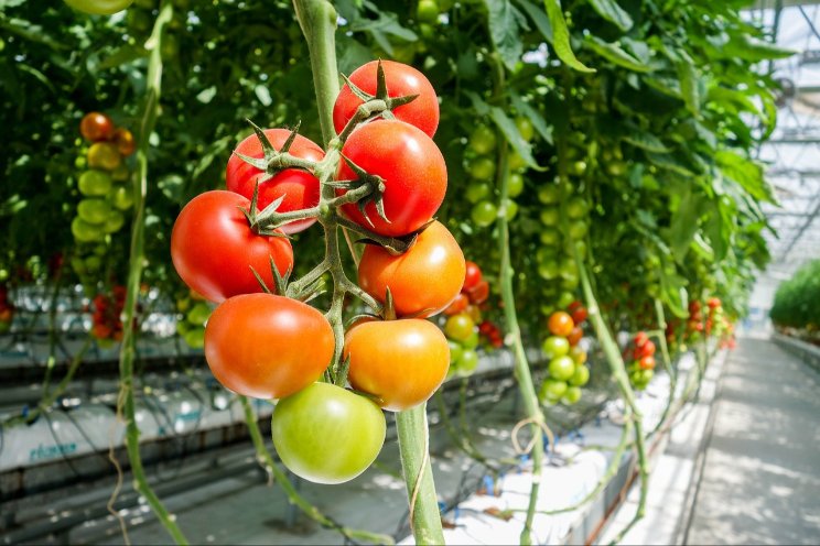 Tomaat zonder zwavel; pilot in grote lijnen Tomaat zonder zwavel; pilot in grote lijnen