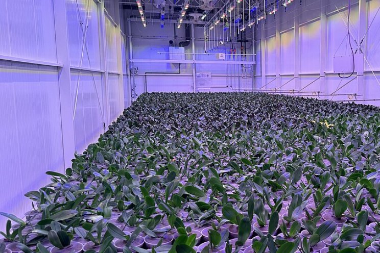 Onderzoek naar effecten LED op insecten in kas Onderzoek naar effecten LED op insecten in kas
