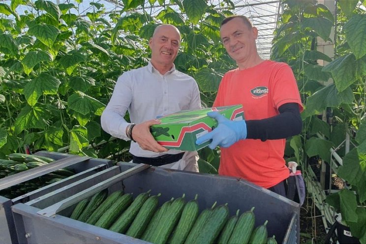 Eerste biologische komkommers geoogst Eerste biologische komkommers geoogst