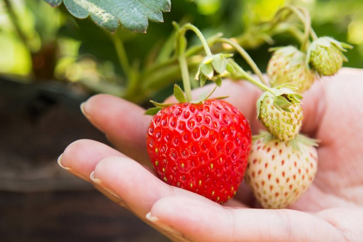 Bluestim helpt aardbeien met stress Bluestim helpt aardbeien met stress