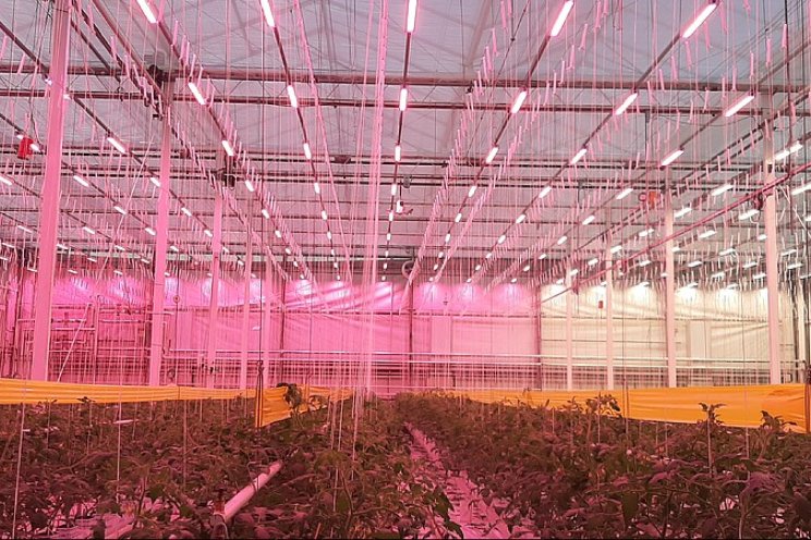 Bijeenkomst Tomaat: omschakeling full Led Bijeenkomst Tomaat: omschakeling full Led
