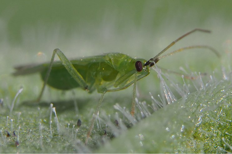Zet in op gezonde opbouw Macrolophus-populatie Zet in op gezonde opbouw Macrolophus-populatie