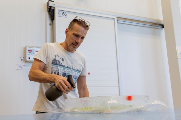 Nieuwe fysio’s valse meeldauw in sla benoemd Nieuwe fysio’s valse meeldauw in sla benoemd