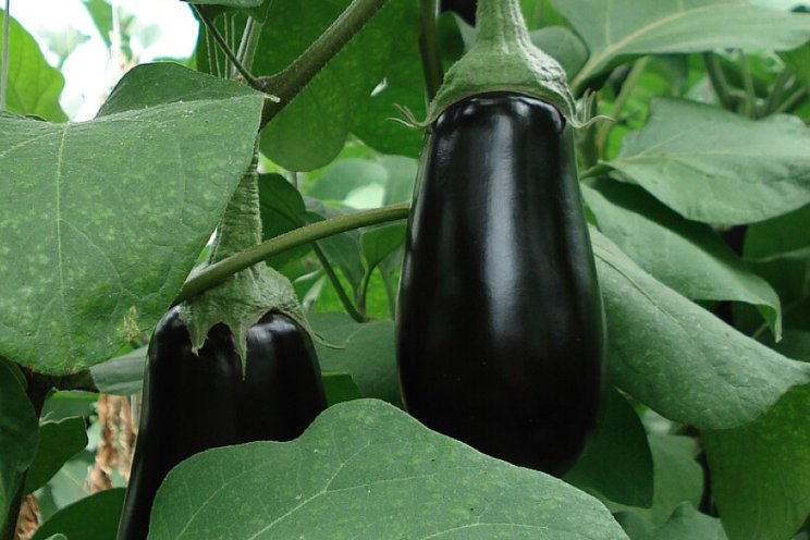 Pilot kas als ecosysteem Aubergine gestart Pilot kas als ecosysteem Aubergine gestart