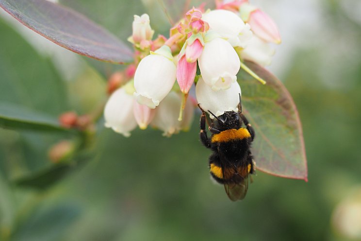 Hommel geeft blauwe bes en framboos een boost