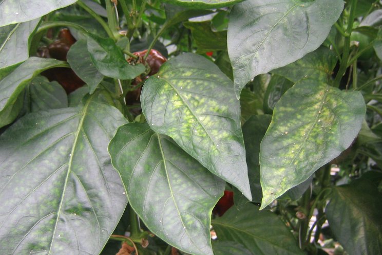 Phytoseiulus-System bij spint in paprika Phytoseiulus-System bij spint in paprika