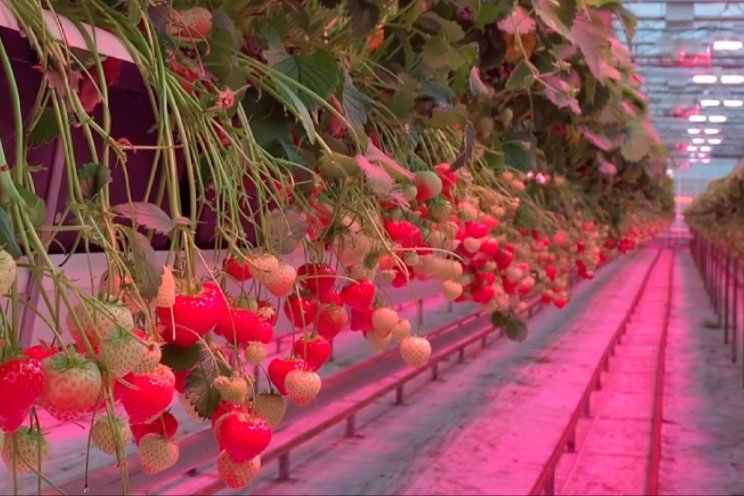 Jaarrond aardbeien eten