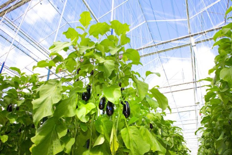 Aubergine in winter te telen onder Full LED Aubergine in winter te telen onder Full LED