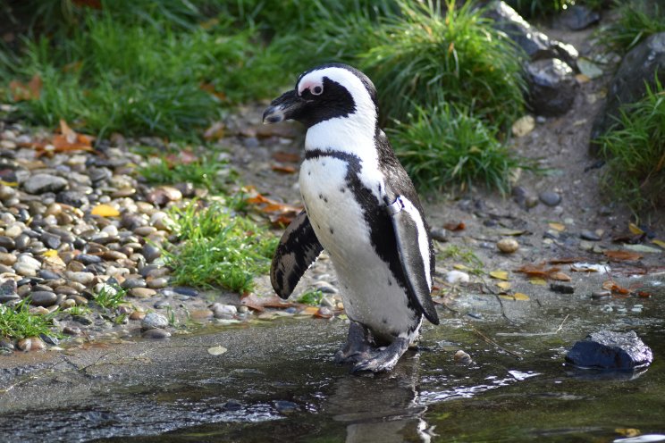 Pinguïns in achtertuin van oud-teler in Westland Pinguïns in achtertuin van oud-teler in Westland
