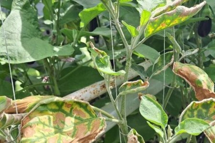 De ene verticillium is de andere niet... De ene verticillium is de andere niet...