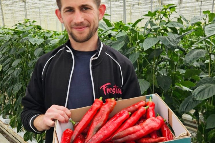 Eerste puntpaprika's