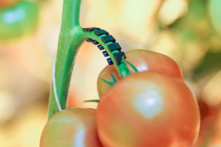 'Ondersteun de trossen van je tomatenplanten'
