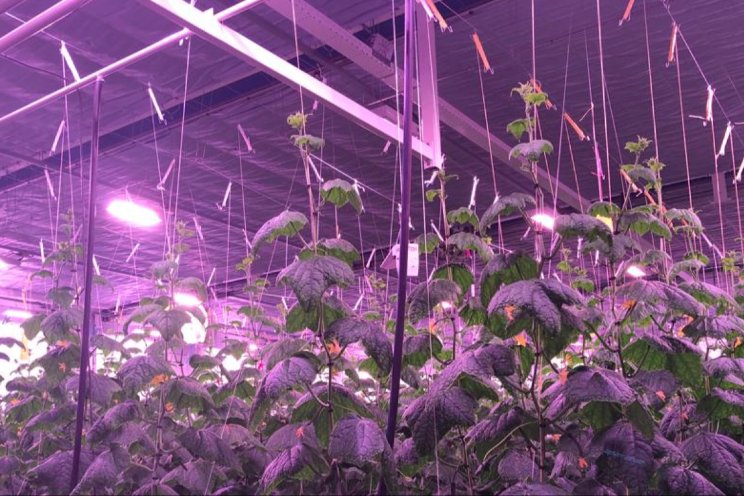 Forse besparing door gebruik verrood zonlicht Forse besparing door gebruik verrood zonlicht