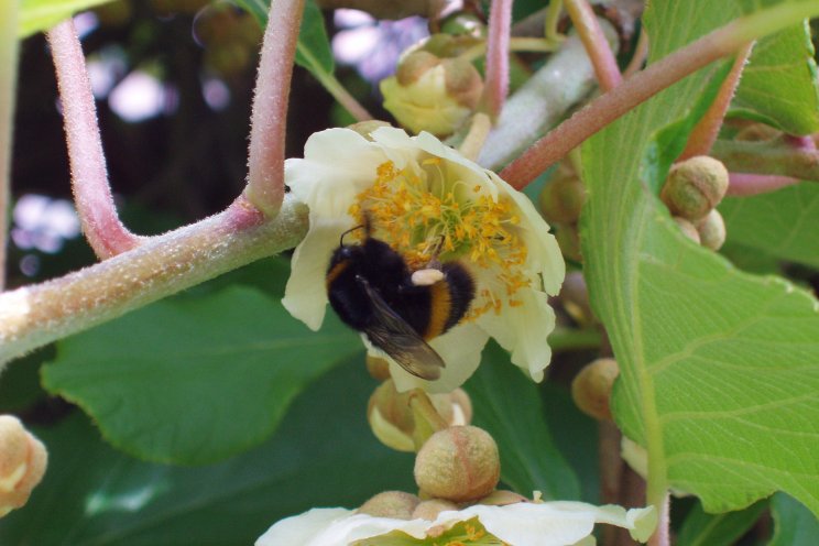 Inzet hommels verbetert productie kiwi's Inzet hommels verbetert productie kiwi's