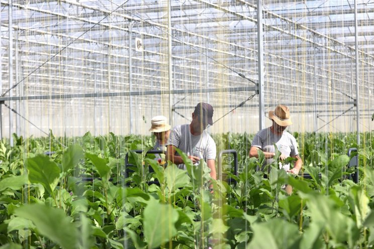 Hoogseizoen van start bij Van Duijn De Jong Hoogseizoen van start bij Van Duijn De Jong