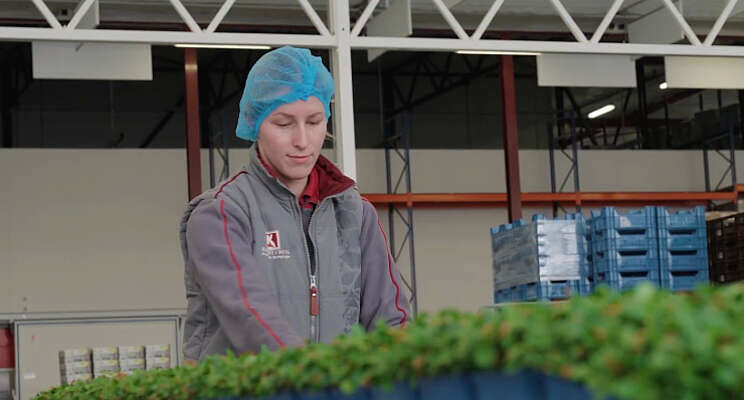 Digitale klantverbindig en inzicht bij Koppert Cress Digitale klantverbindig en inzicht bij Koppert Cress