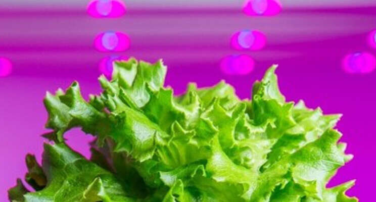 Leer van experts op gebied van Indoor Farming Leer van experts op gebied van Indoor Farming