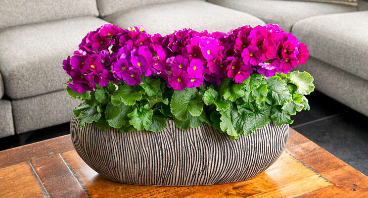 Spotlight voor Primula obconica Touch Me Spotlight voor Primula obconica Touch Me