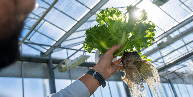 Vruchtbare Summer Field Days bij Enza en Vitalis Vruchtbare Summer Field Days bij Enza en Vitalis