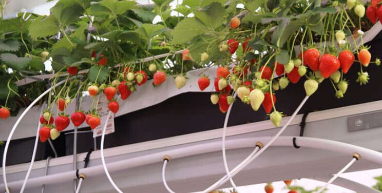 Ook met weinig gas goede aardbeien Ook met weinig gas goede aardbeien
