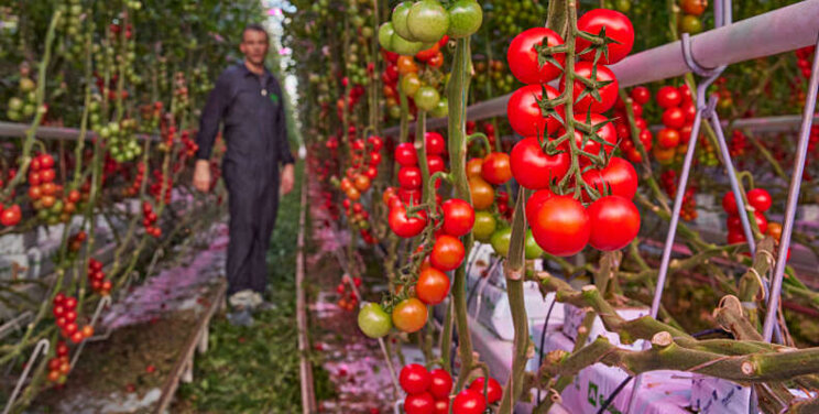 Bryte eerste met full LED in Nederlandse tomaten Bryte eerste met full LED in Nederlandse tomaten