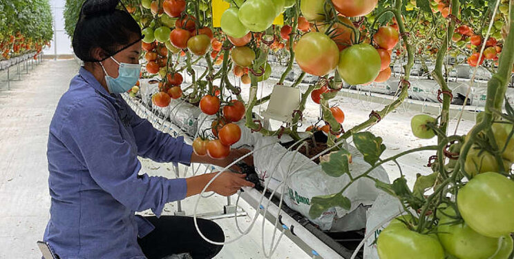 Zelfde opbrengst met minder water en meststof Zelfde opbrengst met minder water en meststof