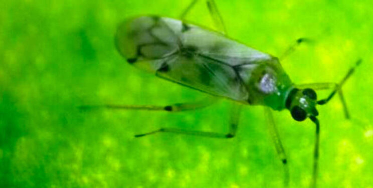 HortiPro voegt PheroNesi toe aan feromonenlijn HortiPro voegt PheroNesi toe aan feromonenlijn