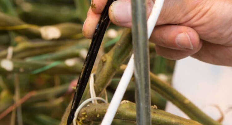 'Combinatie innovatie water en plantgezondheid' 'Combinatie innovatie water en plantgezondheid'