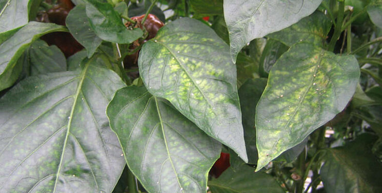 Paprika snel spintvrij met Phytoseiulus-System Paprika snel spintvrij met Phytoseiulus-System