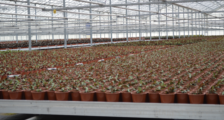 Preventieve bescherming tegen Pythium Preventieve bescherming tegen Pythium