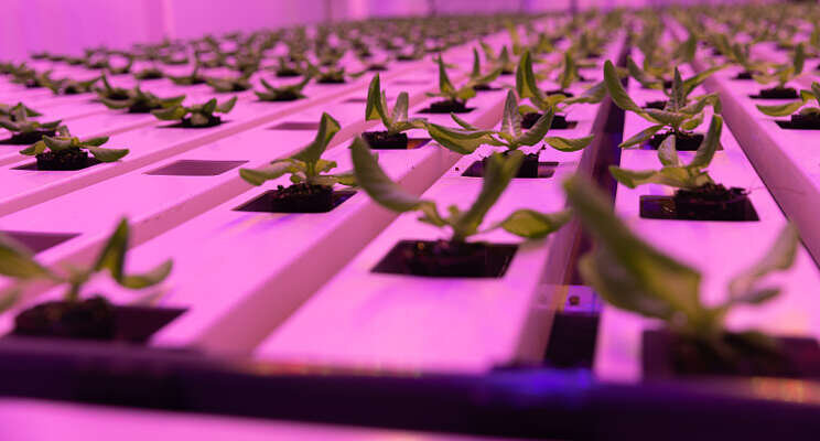 'Grote winst voor horti-innovators' 'Grote winst voor horti-innovators'