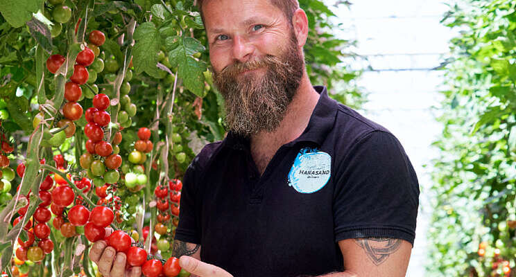 30% meer tomaten voor kwekerij Nedre Hanasand 30% meer tomaten voor kwekerij Nedre Hanasand