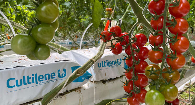 Tomatoworld vindt nieuwe afnemer voor tomaten Tomatoworld vindt nieuwe afnemer voor tomaten